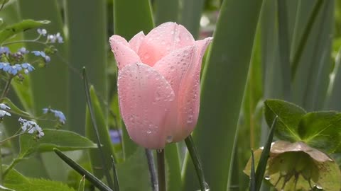 Amazing nature Beautiful blooming flower-FLOWERS CAN DANCE