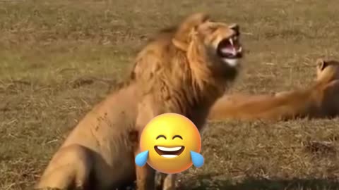 watch the lion laughing now ! funny cute animals