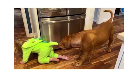 funny animal videos for kids, the best funny animal videos,