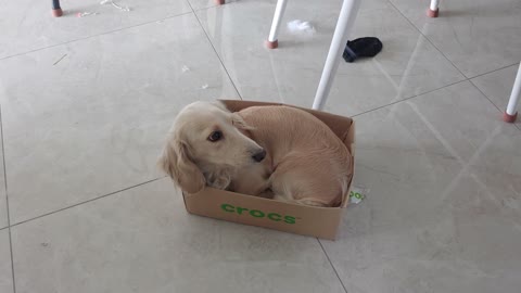 The dog that stole the cat's box.