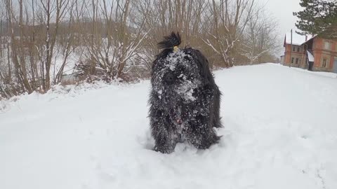 Tibet Terrier dog play with snow☺☺☺