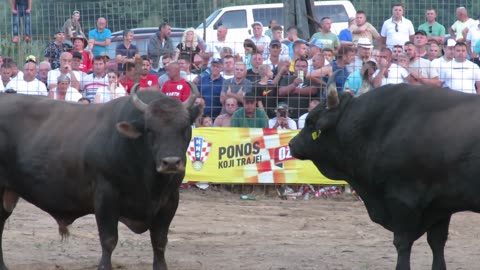 Medonja od Pračalića vs Odžaba od Mušija Brestovsko 2024