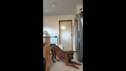 Big dog hilariously says NO to nail clipping