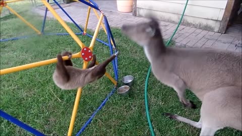 Baby sloths being funniest