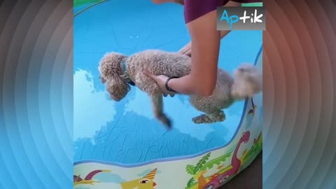 Funny Dog Love To Swimming