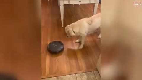 Funny Dogs Freak Out Over the Silliest Things!