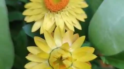 Yellow straw flowers