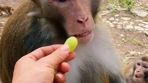 Monkey funny video