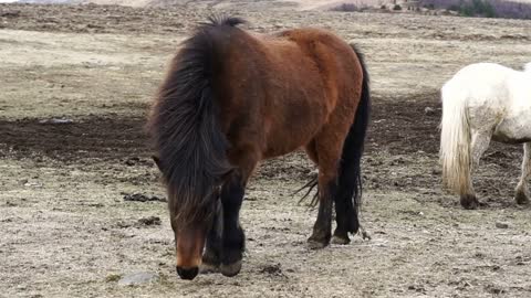 Herd of Icelandic horses beautiful calm animal