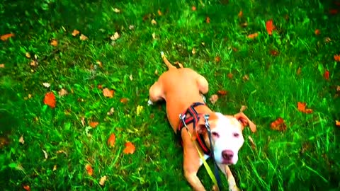 Dog chatching tennis ball