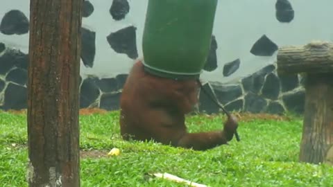 The natural intelligence of Orangutan