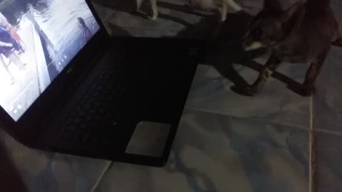 Funny cat play on ipad