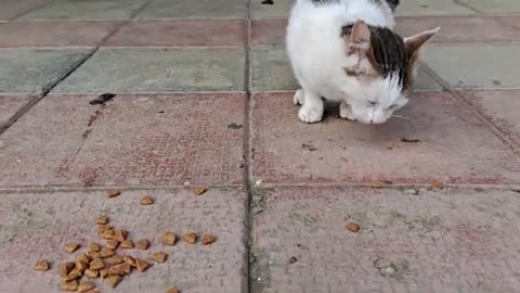 Little cute cat is very hungry. I fed the cat until it was satisfied.