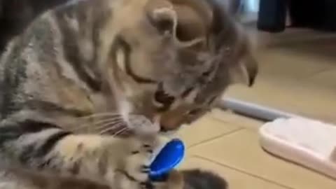 🤣Funny Cat Videos 2021🤣 🐶