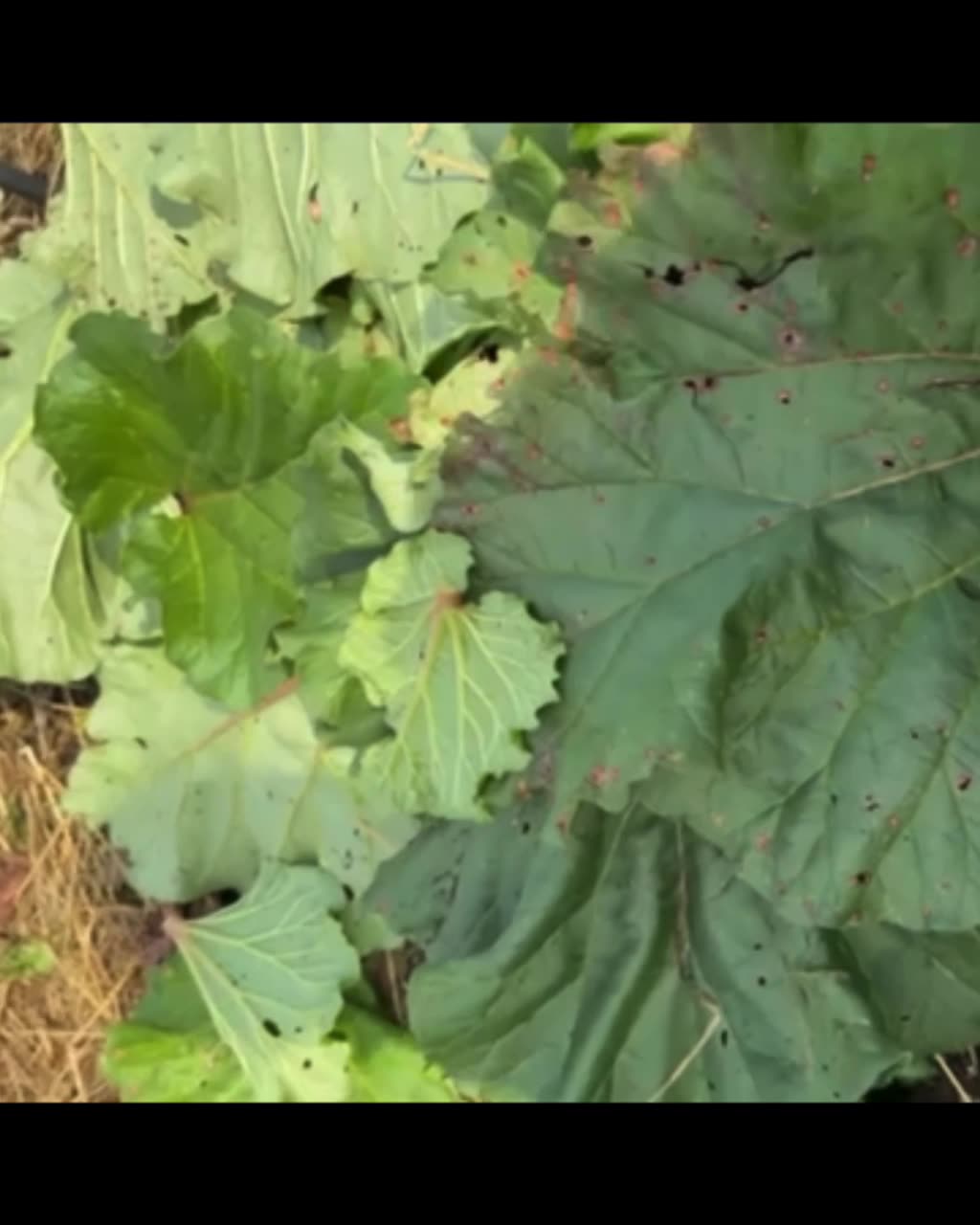 Putting Rhubarb To Bed For the Winter