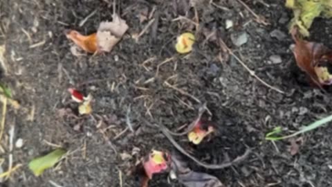 Putting Rhubarb To Bed For the Winter