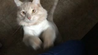 Kitty Groomed Like a Lion Taps for Attention