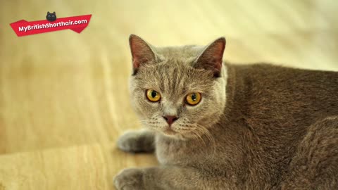 BRITISH SHORTHAIR: Are British Shorthair Cats Hypoallergenic?