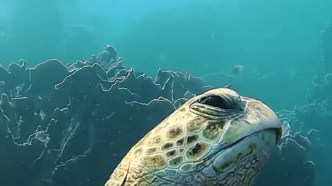 This green sea turtle was a little sleepy |