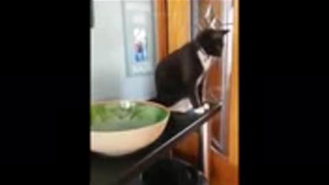 Funniest Animals - Best Of The 2021 Funny Animal Videos #58 Wow Animals.