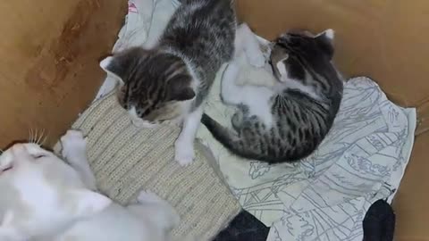 Can't get enough of looking at these kittens. Funny kittens are playing