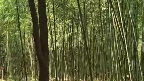 Bamboo forest scenery viewing