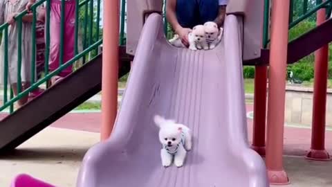 Cute puppy compilation