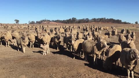 Herd Western Cheep Meaa Meaa At Strangers Close By