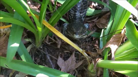 Shingleback Lizard