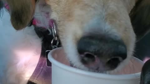 Sassy loves her morning Puppuccino