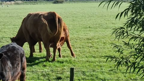 Young Calf In Wales Drinking From Mother Cow Udder