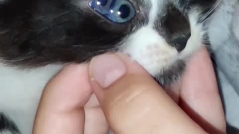 Cat born with 3 eyes