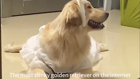 The most stinky golden retriever on the internet