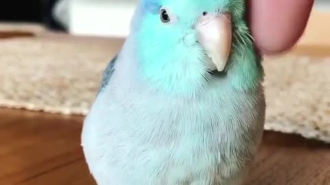 how cute is that parrot