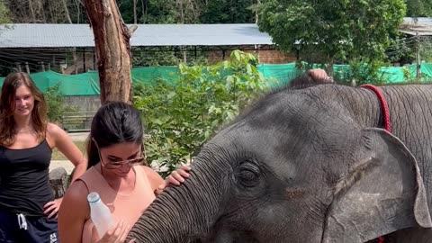 Elephant Calf Hugs the Belly of a Pregnant Woman