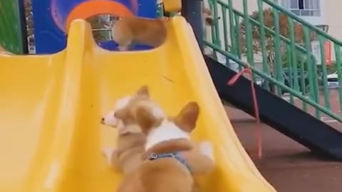 Corgis slide on the slide, their legs are too short to climb the stairs, so cute