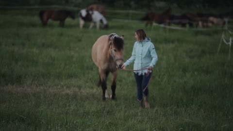 A beautiful woman leads a horse outdoors. A herd of horses in the background