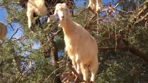 Estas cabras trepadoras de Marruecos son las responsables de un aceite de belleza