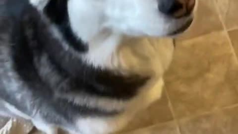 Guilty husky tries to Blame Other Dogs!