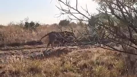 Lion whisperer