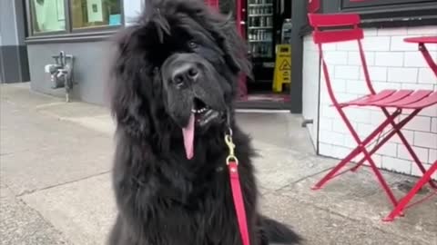 Newfoundland 🐶 One Of The Biggest Dog Breeds In The World #shorts