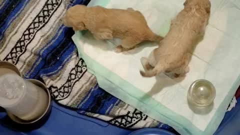 Mia's pups day 17 starting use the potty pad.