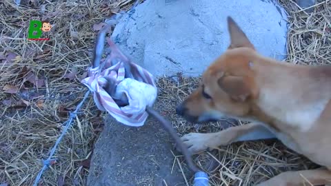 Very Heartbreaking baby monkey Jenner Escaping From Dog And Stuck on barbed wire fence