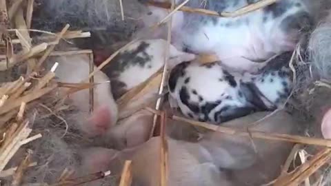 Baby Rabbits