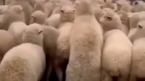 Sheep Crowd Surf