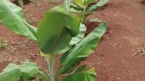 Beautiful Banana Garden