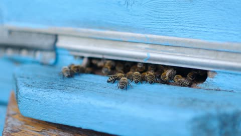 Honey bees swarming and flying around their beehive