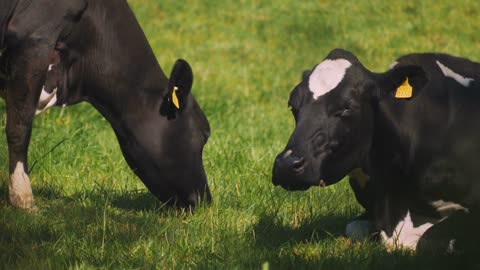 Close up of two cows grazing