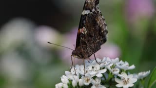 Red Admiral Butterfly Drinking Nectar