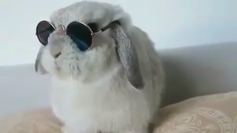 A Rabbit wears Glasses At Home.